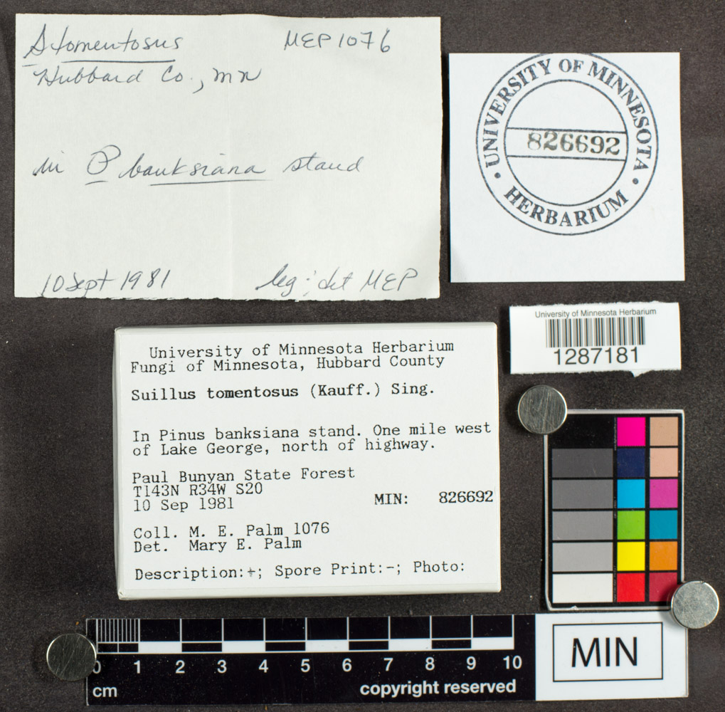 Suillus tomentosus image