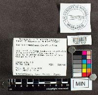 Suillus tomentosus image