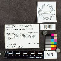 Suillus tomentosus image