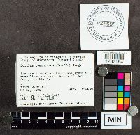 Suillus tomentosus image