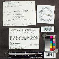 Suillus tomentosus image