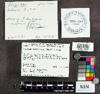 Suillus tomentosus image