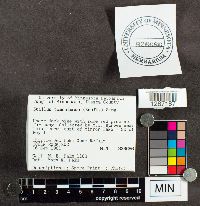 Suillus tomentosus image