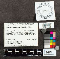 Suillus tomentosus image