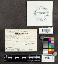 Tetrapyrgos nigripes image