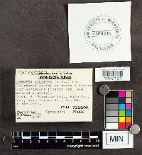 Tetrapyrgos nigripes image