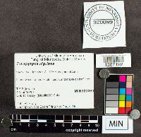 Tetrapyrgos nigripes image