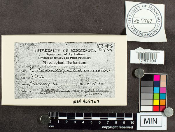 Ceratobasidiaceae image