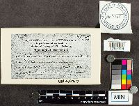 Thanatephorus cucumeris image