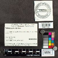 Tetrapyrgos nigripes image