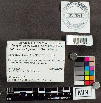 Thumbnail image of current specimen