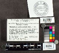 Media resource of Thelephora anthocephala