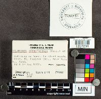 Thelephora anthocephala image