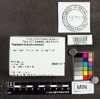 Thelephora anthocephala image