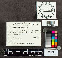 Thelephora anthocephala image