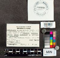 Thelephora anthocephala image