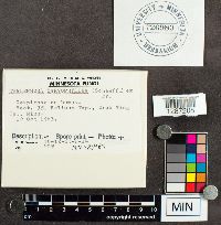 Thelephora caryophyllea image