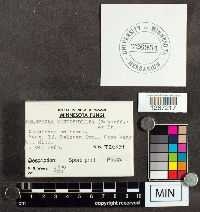 Thelephora caryophyllea image