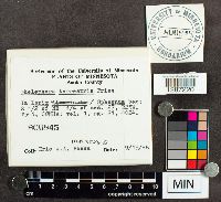 Thelephora terrestris image