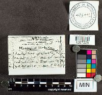 Thelephora palmata image