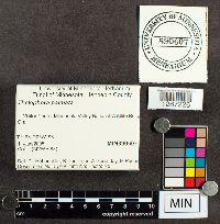 Thelephora palmata image