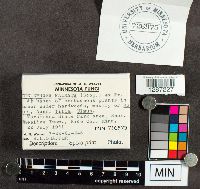 Thelephora palmata image