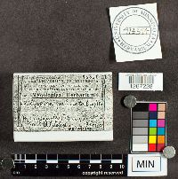 Thelephora palmata image