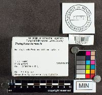 Thelephora terrestris image