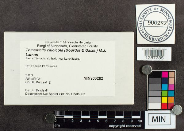 Tomentella calcicola image