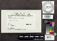 Media resource of Tomentella calcicola