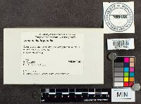 Tomentella bryophila image