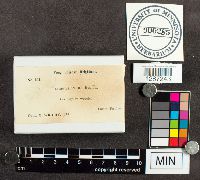 Hexagonia hydnoides image