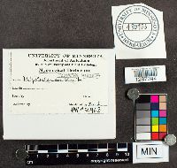 Polystictus hirsutus image