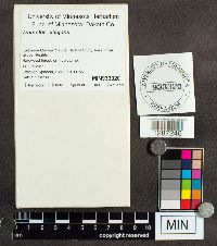 Lenzites elegans image