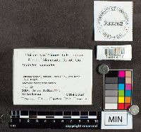 Media resource of Trametes conchifer