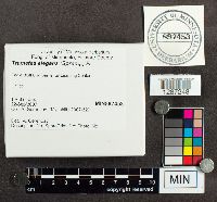 Lenzites elegans image