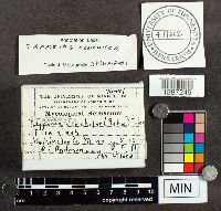 Poronidulus conchifer image