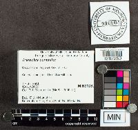 Poronidulus conchifer image