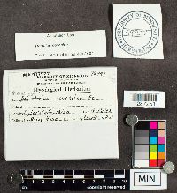 Poronidulus conchifer image