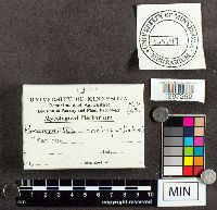 Poronidulus conchifer image