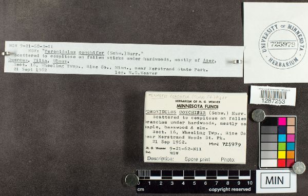 Poronidulus conchifer image