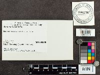 Poronidulus conchifer image