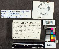 Poronidulus conchifer image