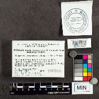 Poronidulus conchifer image