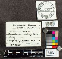 Poronidulus conchifer image