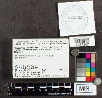 Poronidulus conchifer image