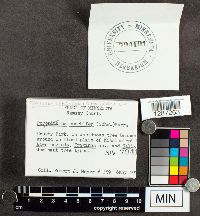 Poronidulus conchifer image