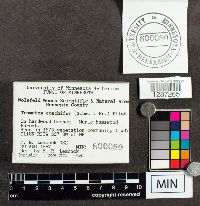 Poronidulus conchifer image