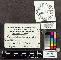 Poronidulus conchifer image