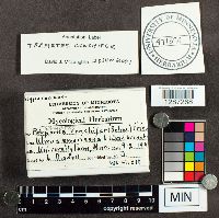 Poronidulus conchifer image